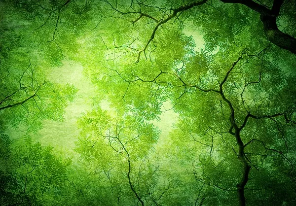 Nature 029