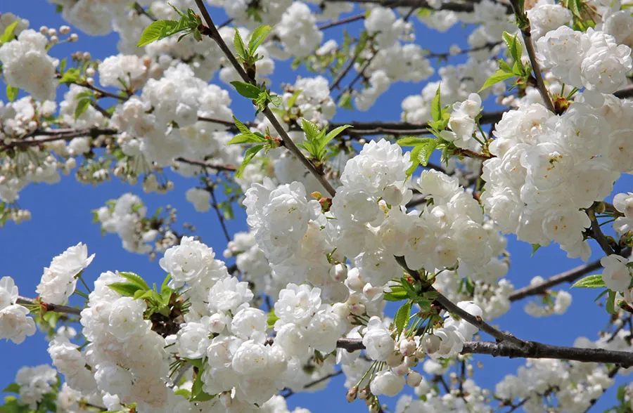 Nature 172