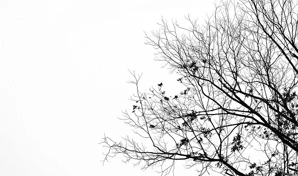 Nature 104
