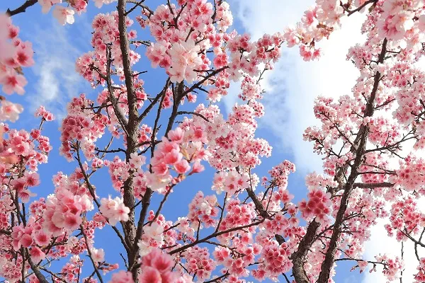 Nature 005