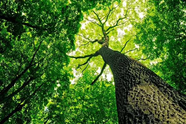 Nature 042