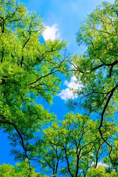 Nature 118