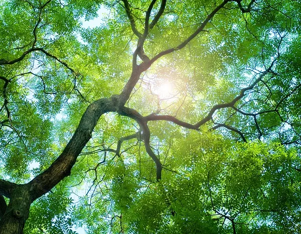 Nature 013
