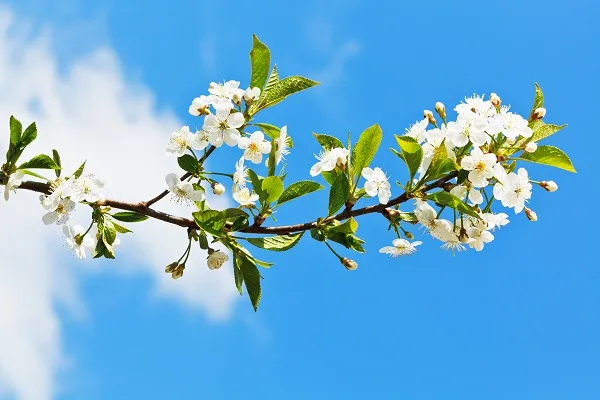 Nature 003