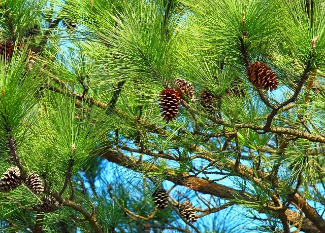 Nature 060