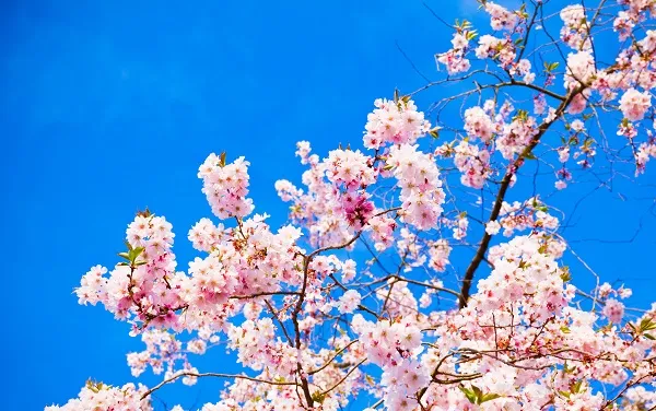 Nature 090