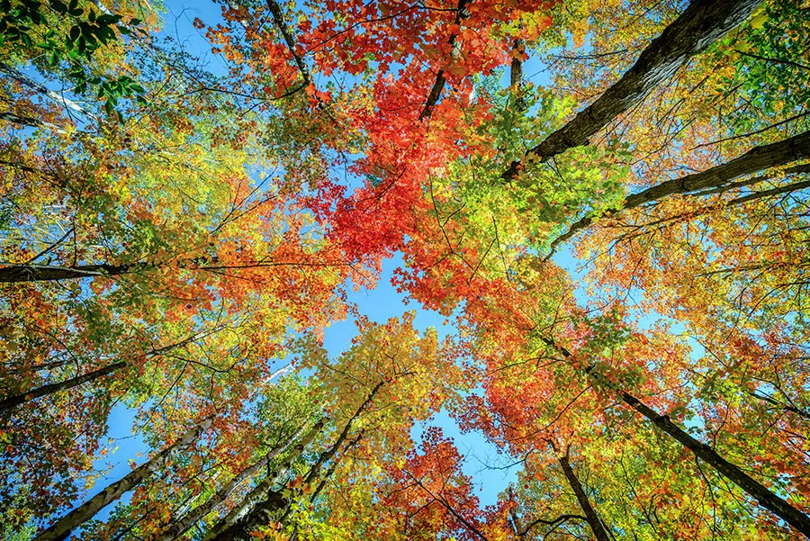 Nature 177
