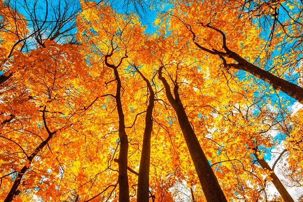 Nature 072