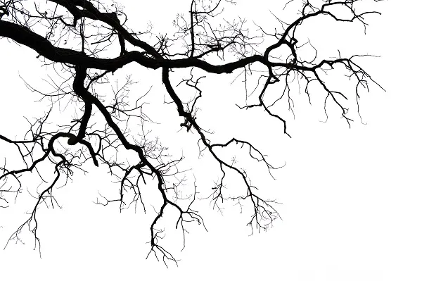 Nature 022
