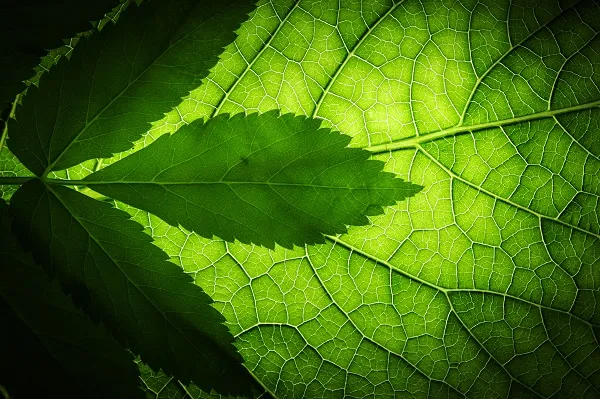 Nature 028