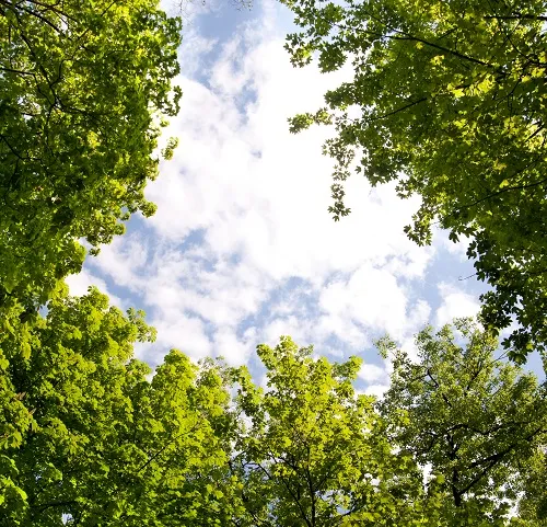 Nature 048