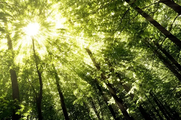 Nature 044
