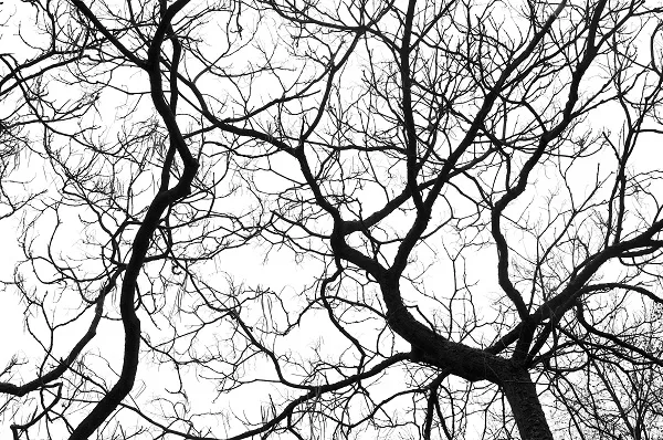 Nature 103