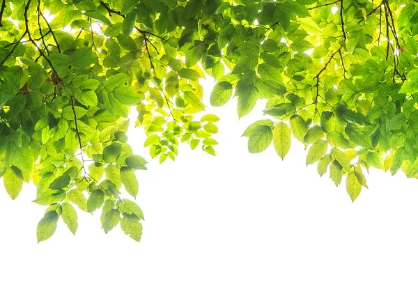 Nature 034