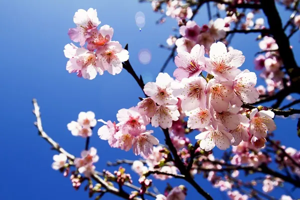Nature 089