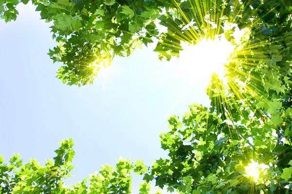 Nature 046