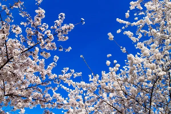 Nature 086