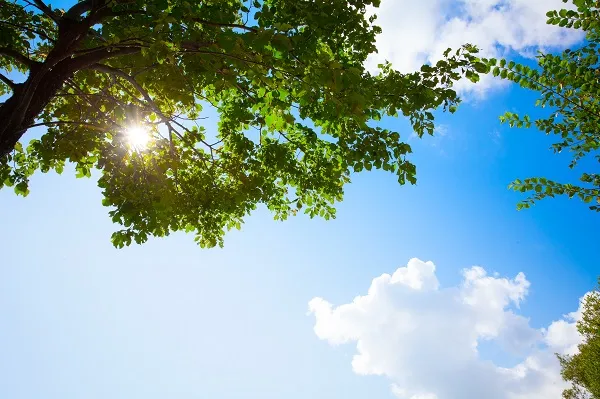 Nature 036