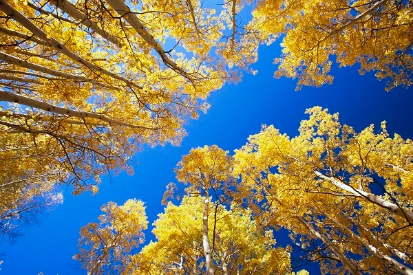 Nature 066