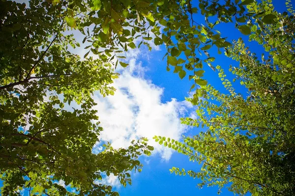 Nature 055
