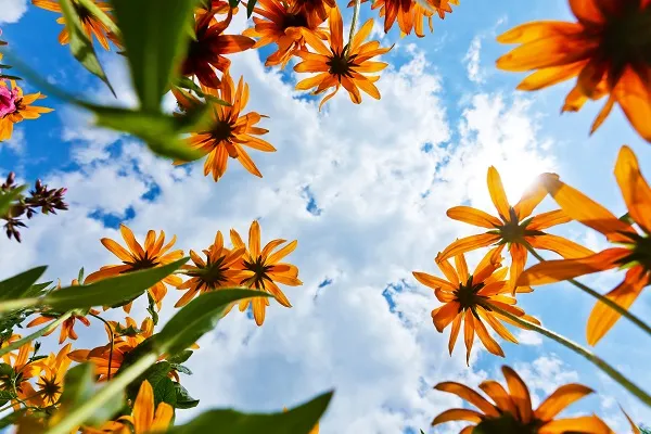Nature 018