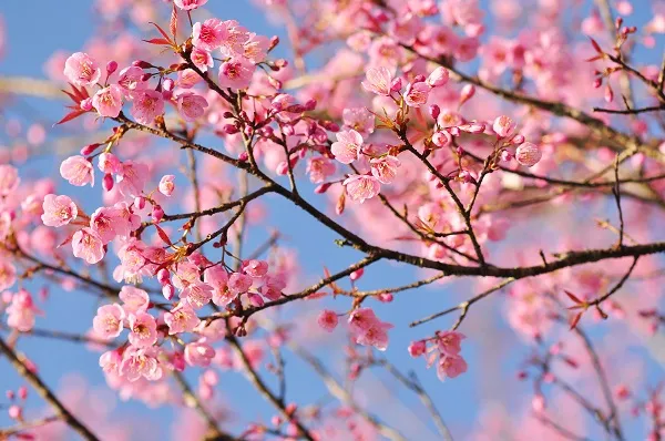 Nature 006