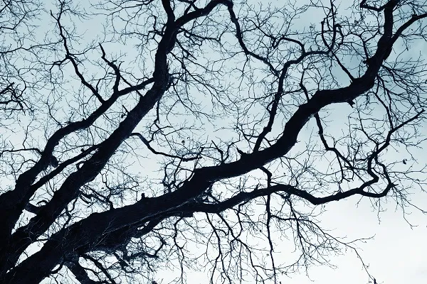 Nature 021