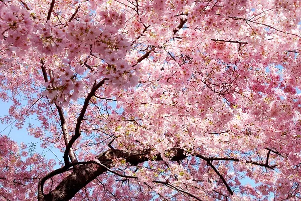 Nature 091