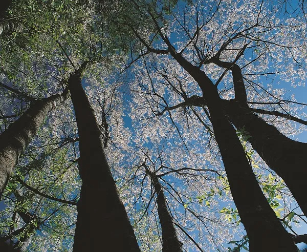 Nature 051