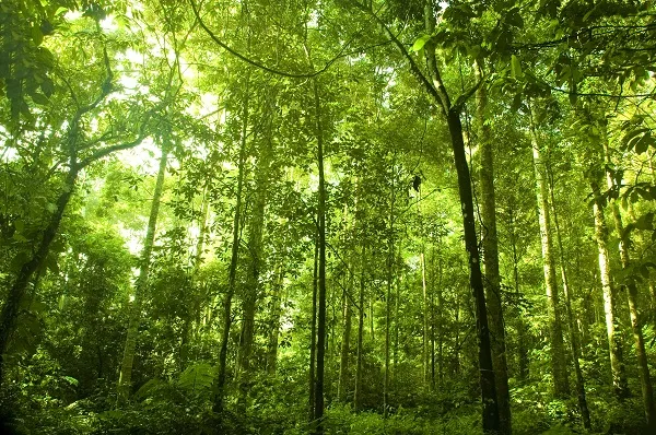 Nature 045