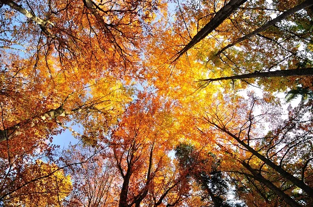 Nature 120
