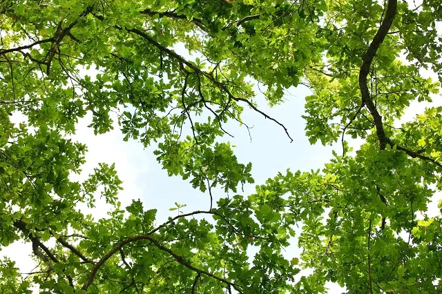 Nature 129