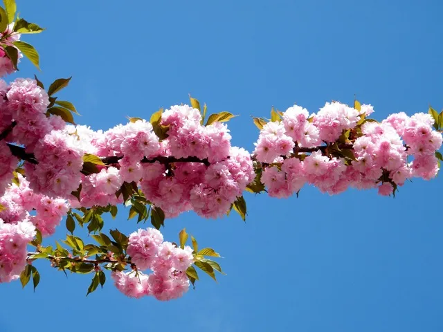 Nature 080