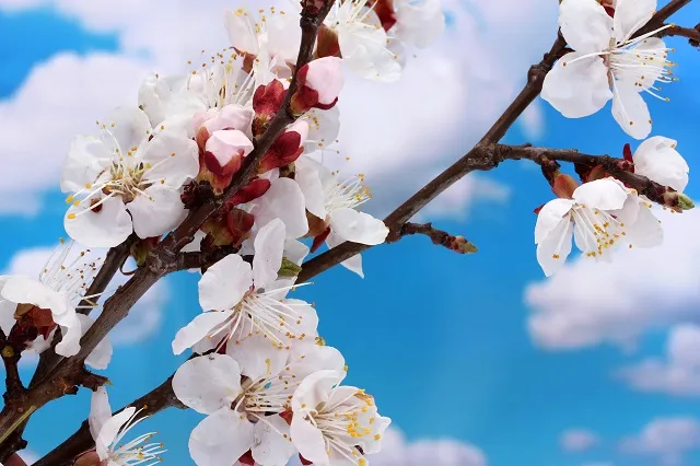 Nature 094