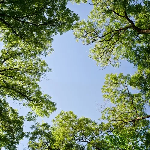 Nature 057