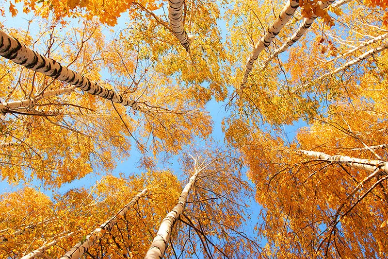 Nature 139