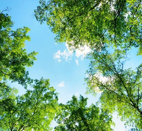 Nature 038
