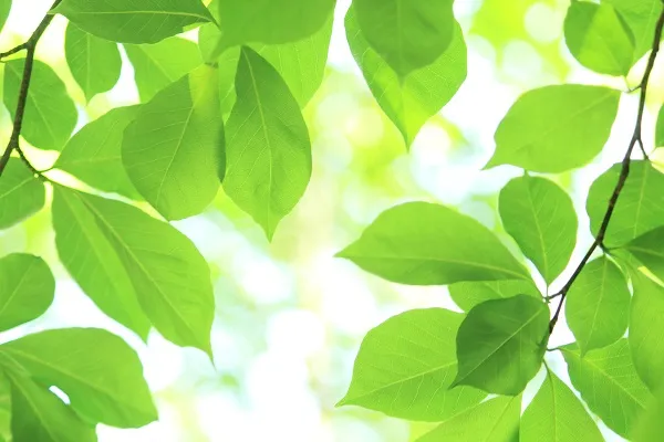 Nature 024