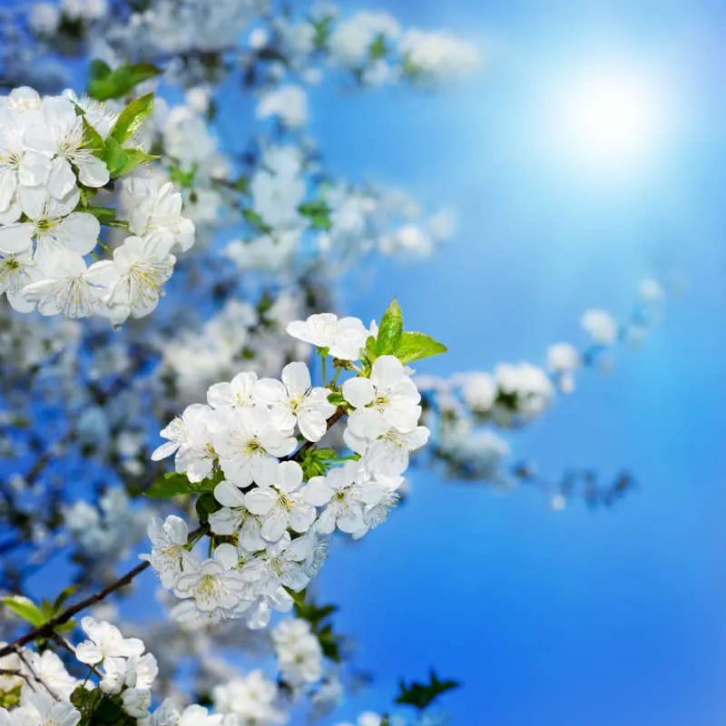 Nature 084
