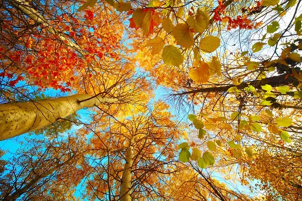 Nature 067