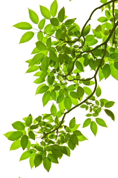 Nature 031