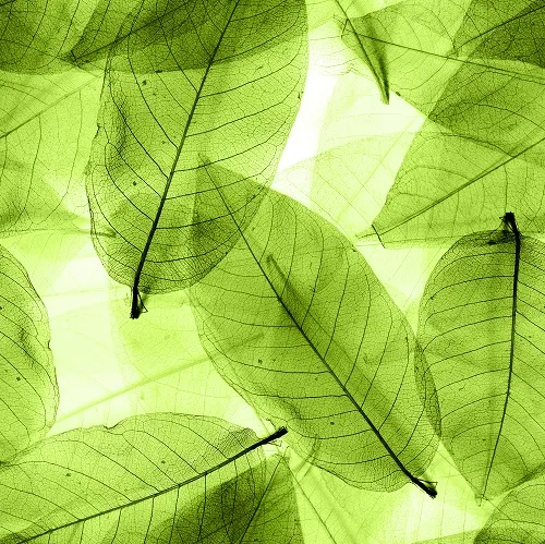Nature 011