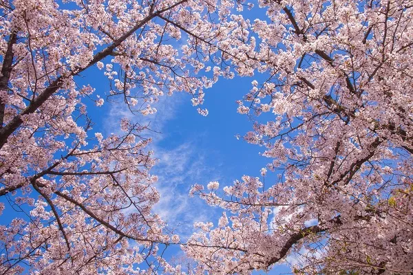 Nature 008