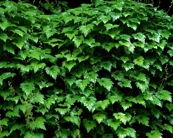 Nature 030