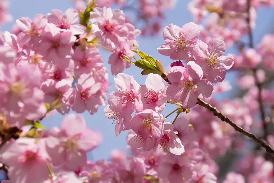 Nature 171