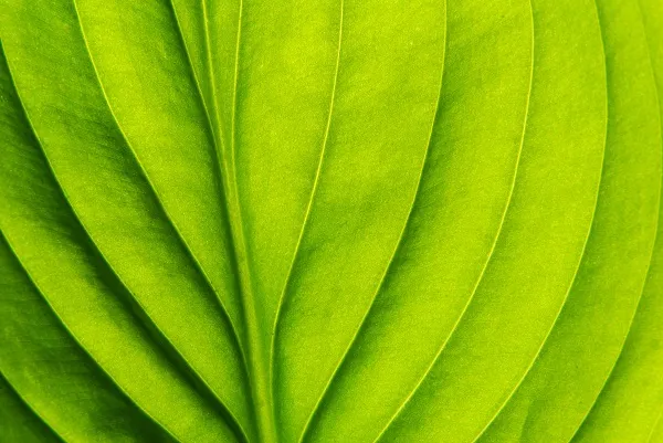 Nature 015