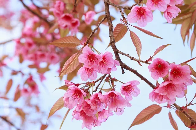 Nature 131