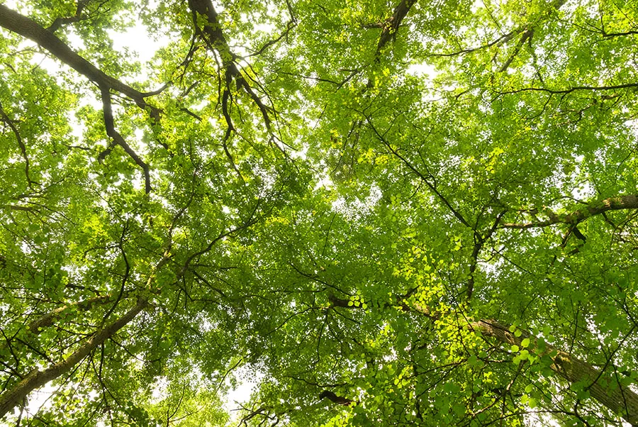 Nature 175