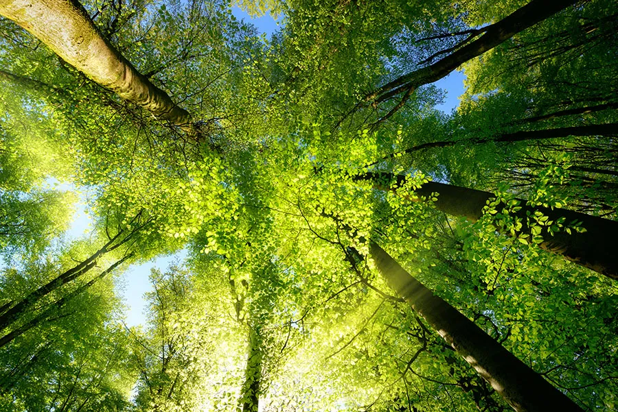 Nature 185