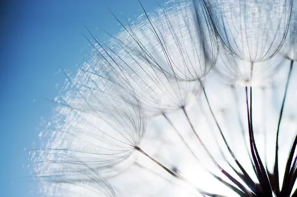 Nature 020